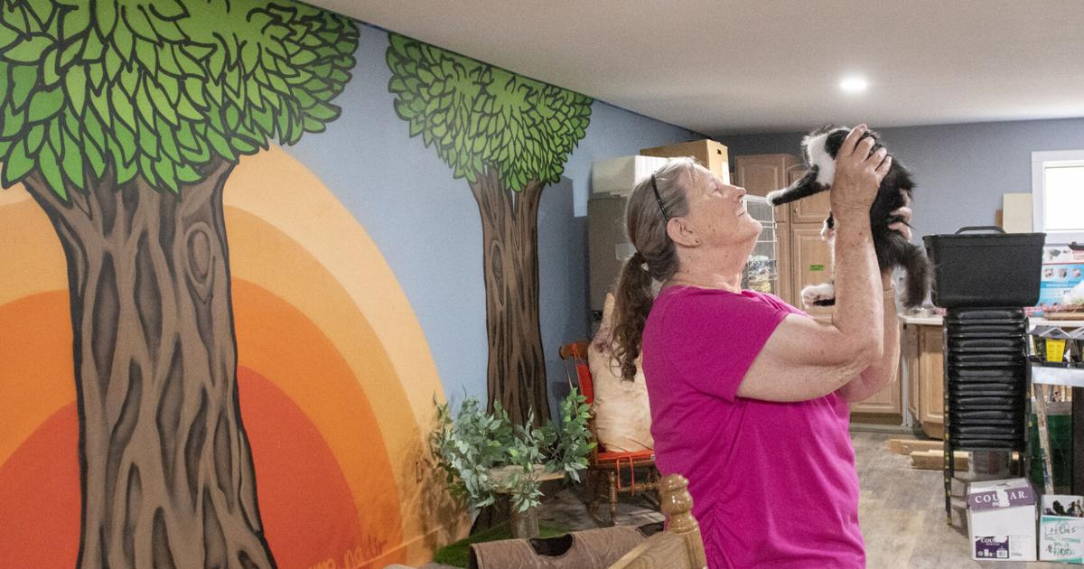 It's Your Business: 'The Kitty Crib' café under development at Moore's ...