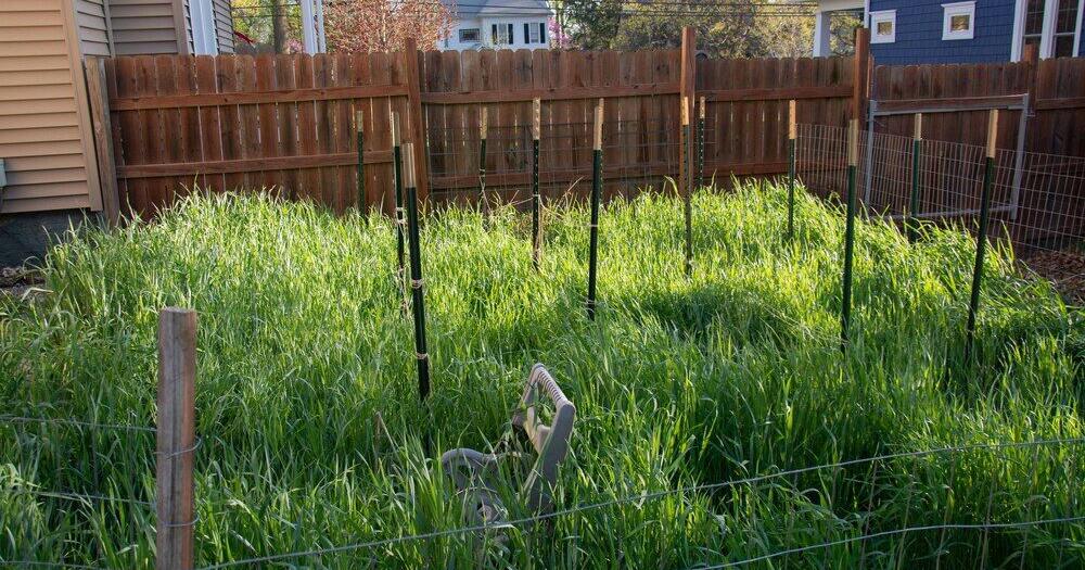 In the Garden