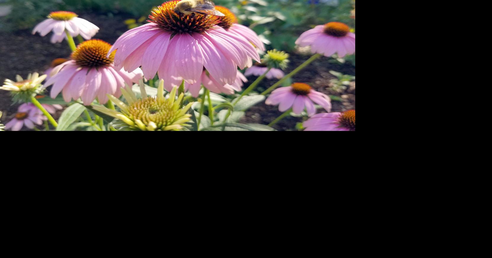 In the Garden | A little help for pollinators | Gardening | news ...