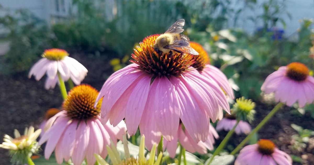 Pollinators Vip In the Garden | A little help for pollinators | Gardening | news ...