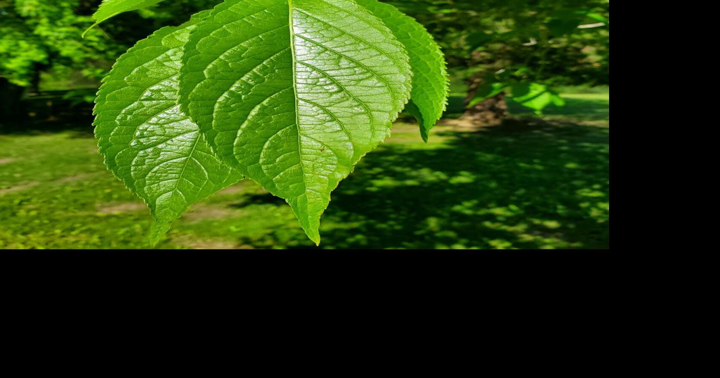 In the Garden | Power banks