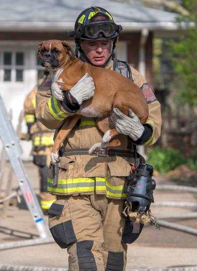 UPDATE: Two dogs rescued, one cat dies in Urbana basement fire | News ...