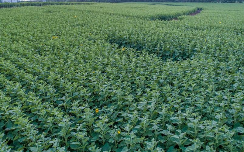 History etched in Clearview Farm's new sunflower field Agriculture