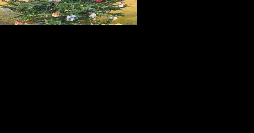 Just Askin' | Where do community Christmas trees come from? - Vimarsana News