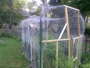 Diy Garden Cage Meant To Keep Squirrels Out Tomatoes In Living