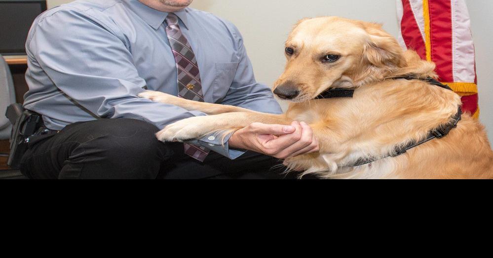 Golden retriever Harlow raising spirits in the Champaign County Coroner