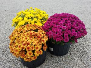 News-Gazette Publishes “In the Garden | Fall Favorite” Feature