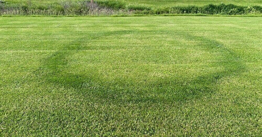 In the Garden | The science behind fairy rings
