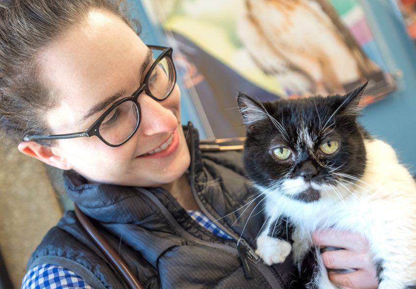 Ui Online Survey Aims To Determine How Face Shape Affects Cats