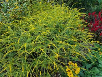Solidago rugosa 'Fireworks'