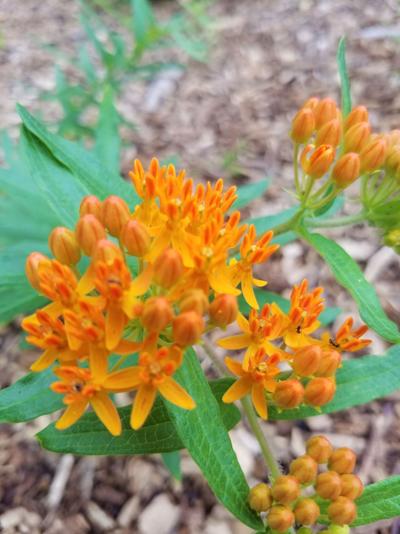 ITG butterfly milkweed