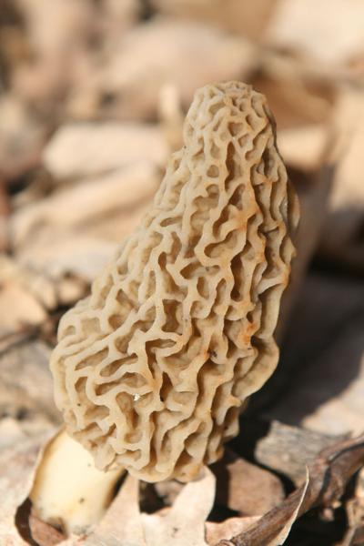 ITG morel mushrooms