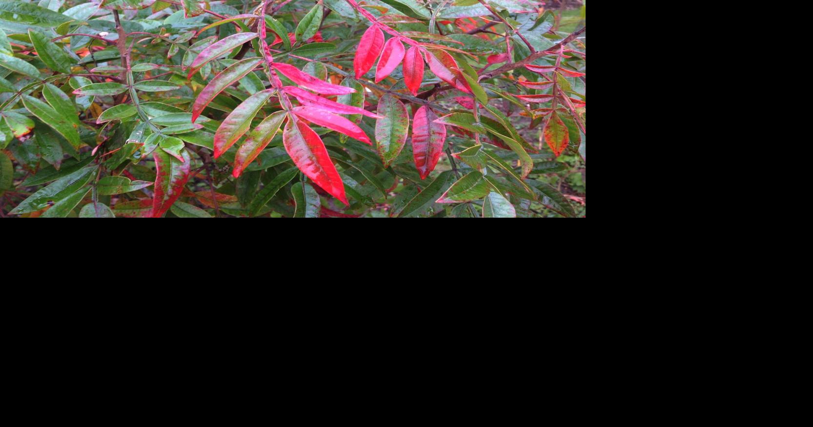 Alternatives to burning bush's bullying Local News