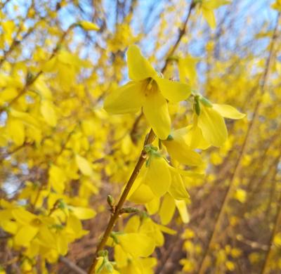 ITG forsythia