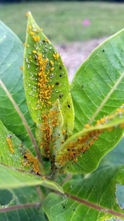 0530 ITG aphids milkweed