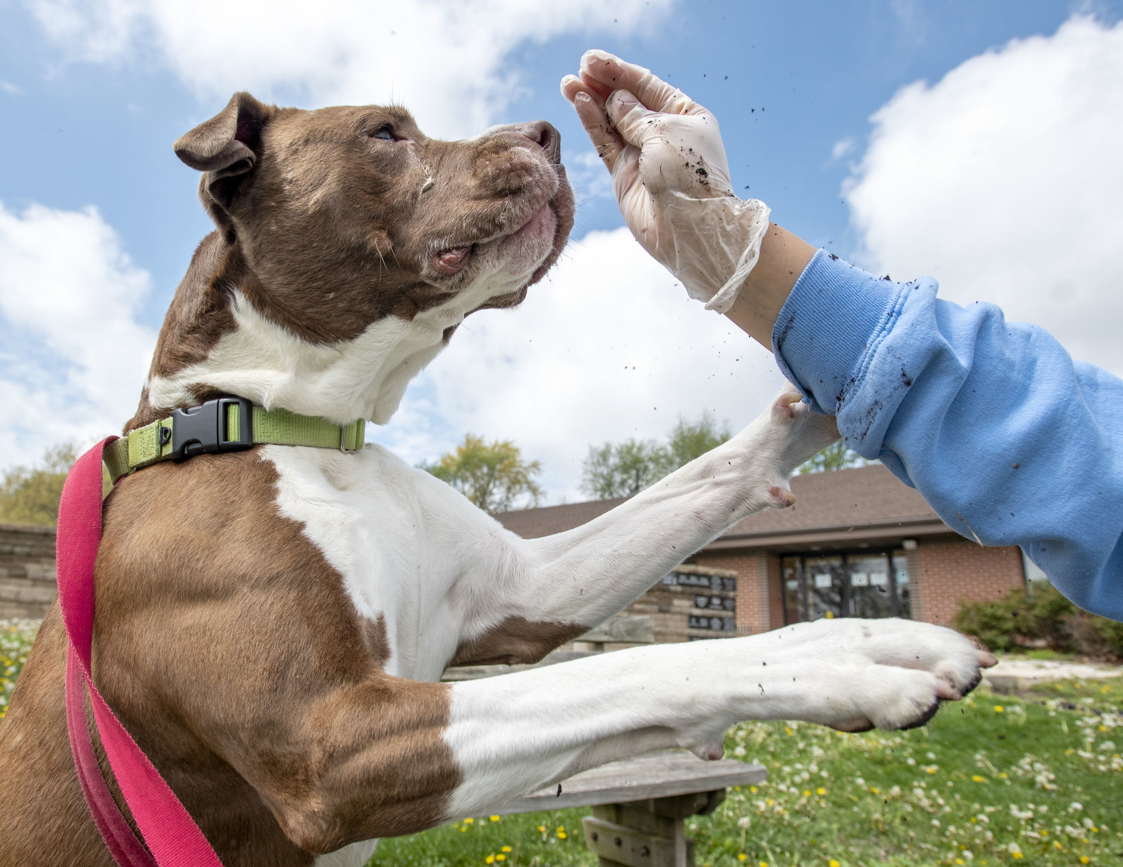 Champaign humane society store dogs