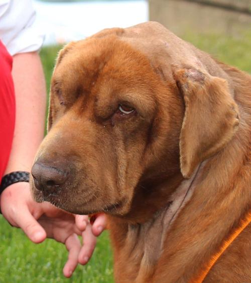 Pet Talk The Tragic Case Of Bear Highlights Endocrine Disorder In Dogs Local News News Gazette Com