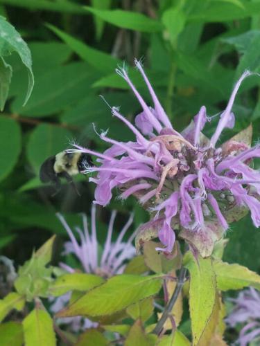 03152025 bee balm.jpg