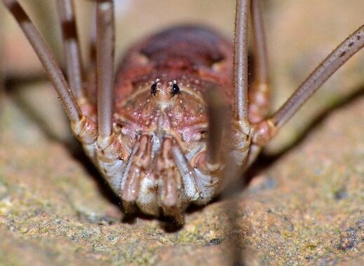 Daddy-long-legs spiders - Whole Earth Education