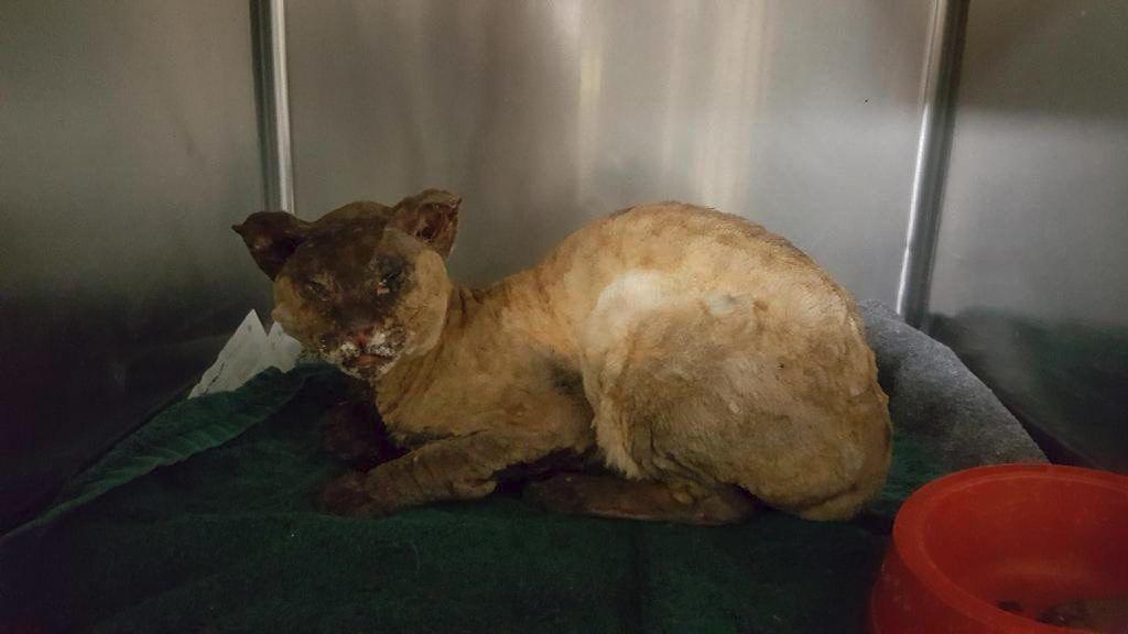 Cat Showing Signs Of Horrible Abuse Dropped Off At Paxton Clinic