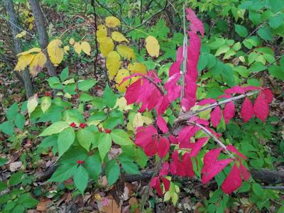 ITG phenology burning bush and honeysuckle