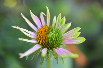 ITG cornflower aster yellows