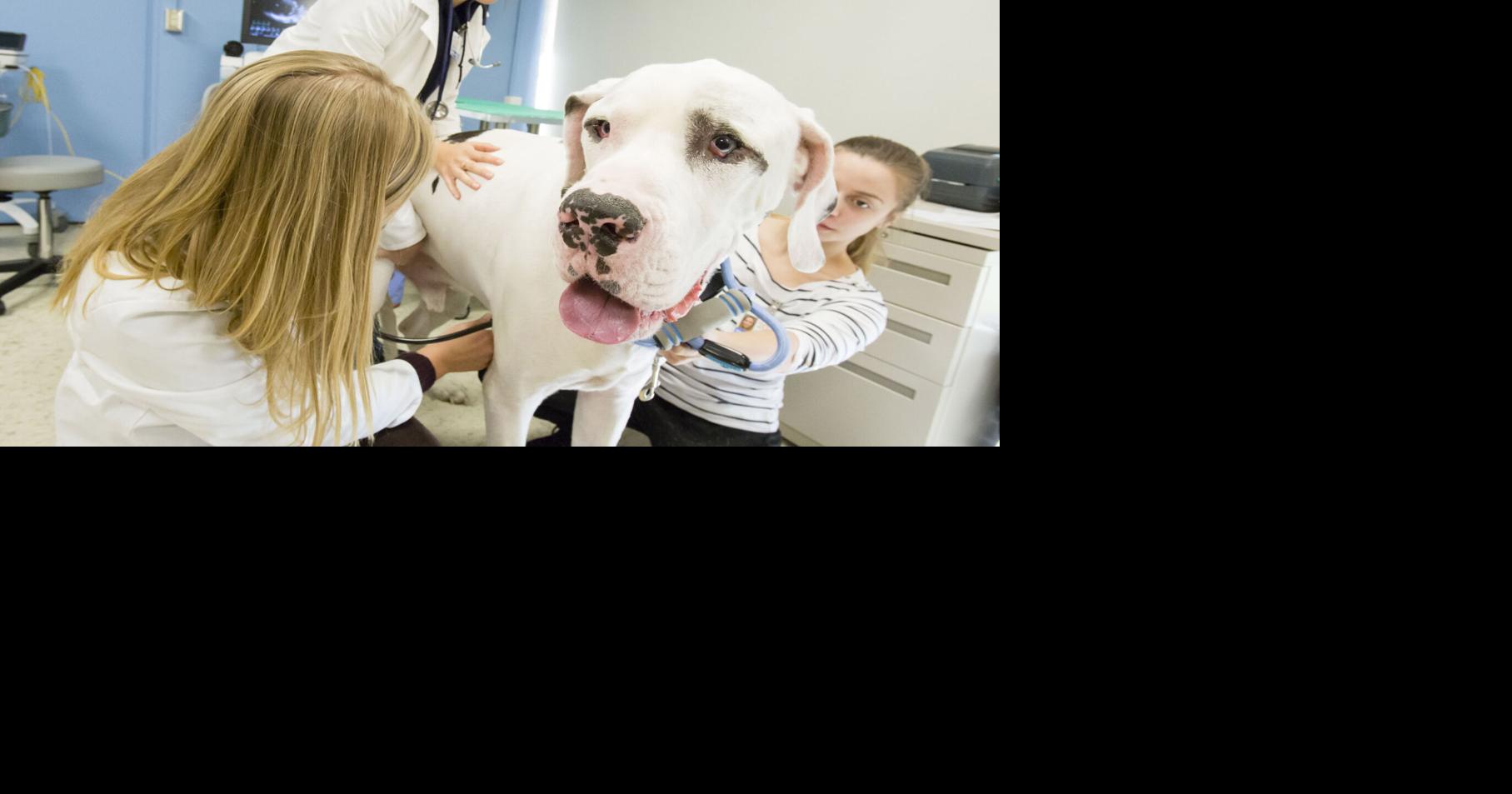 Pet Talk | A twist of fate: Gastric dilatation-volvulus in dogs | Pets