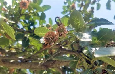ITG cedar-apple rust