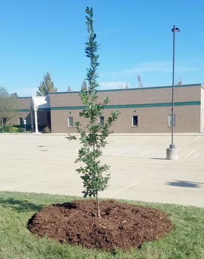 ITG tree-planting follow-up