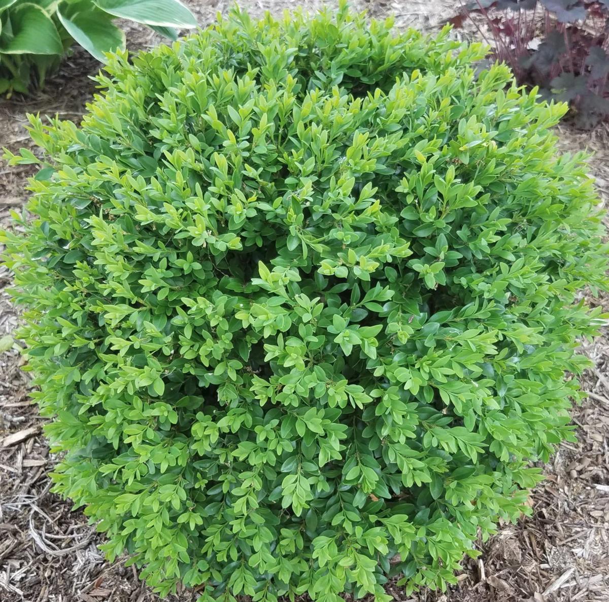 In The Garden Spotting Boxwood Blight Gardening News Gazette Com
