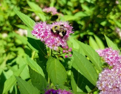 ITG pollinators