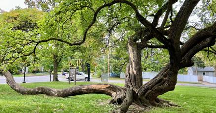 A pretty tough tree A pretty tough tree