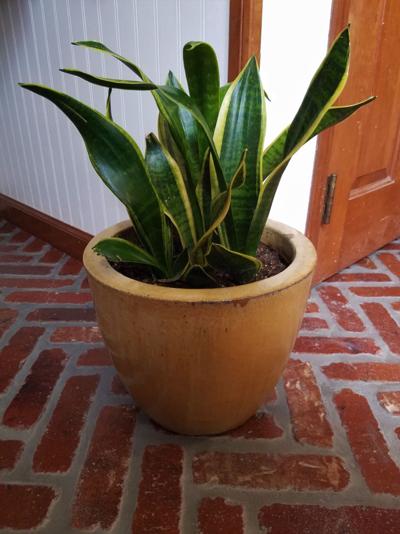 ITG Valentines snake plant