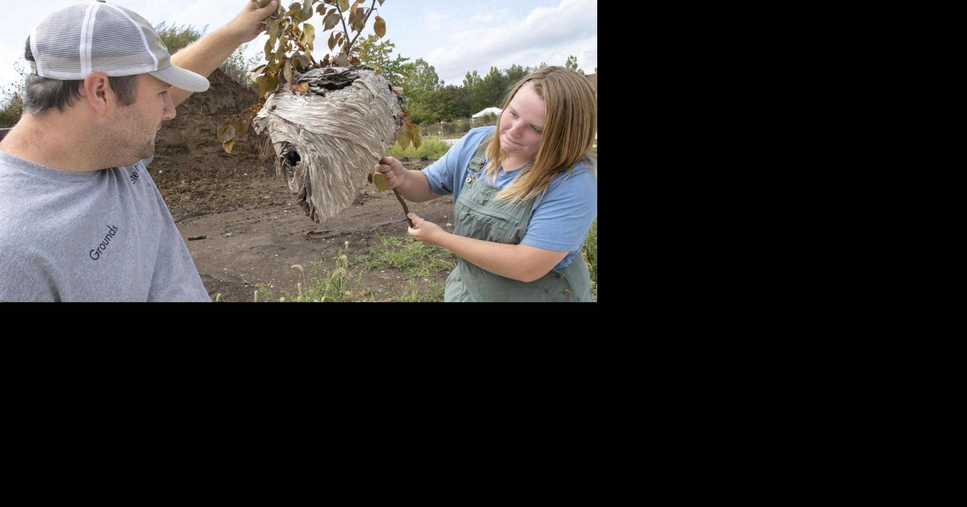 It's all the buzz in Urbana