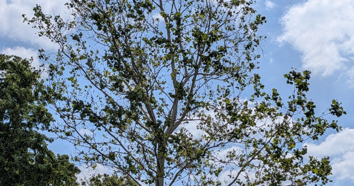 In the Garden | Favorable conditions