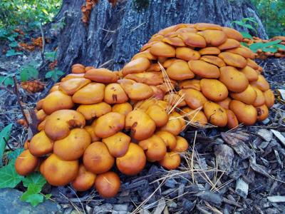 ITG plants and fungi