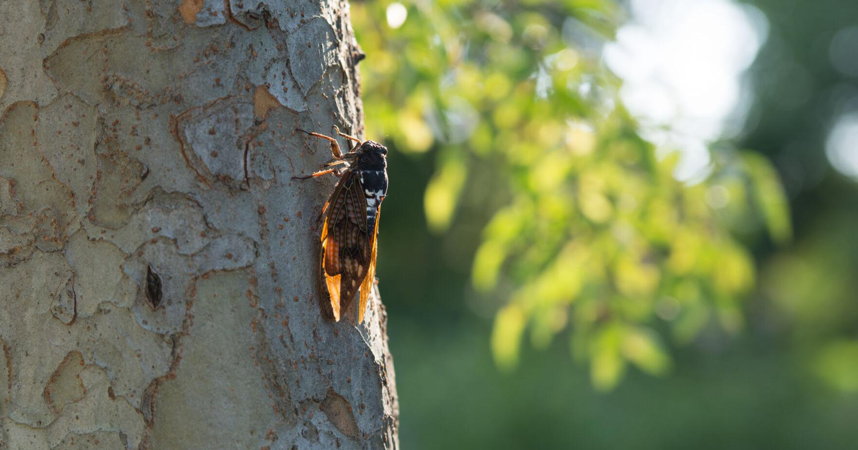 Just Askin' | Why all the fuss about cicadas? - Vimarsana News