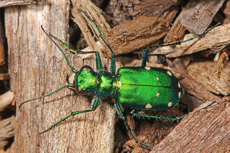 Inside Out | Still seeing the effects of emerald ash borer | Parks ...