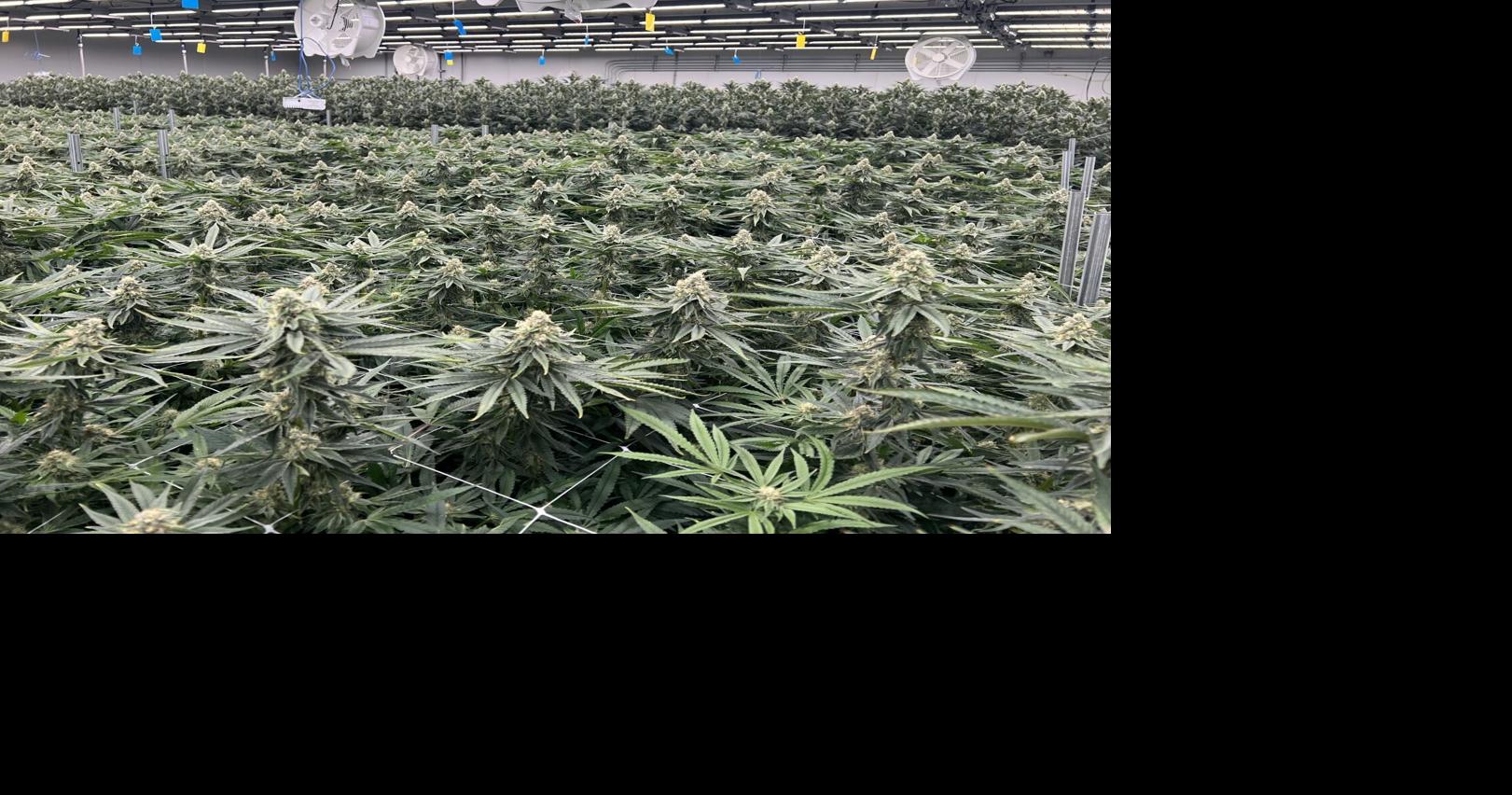 Editorial | Another study confirms cannabis dangers to public health