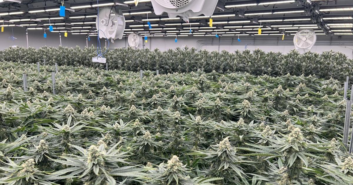 Editorial | Another study confirms cannabis dangers to public health