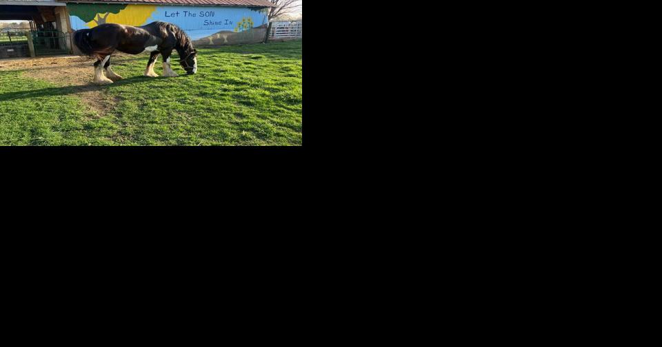 One step at a time: Carriage horse on the mend after trip to clinic - Vimarsana News
