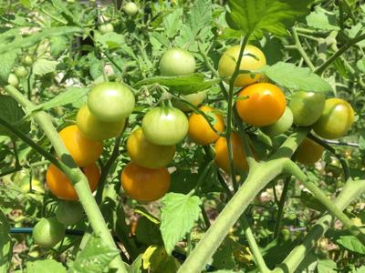 ITG seeds sungold tomato