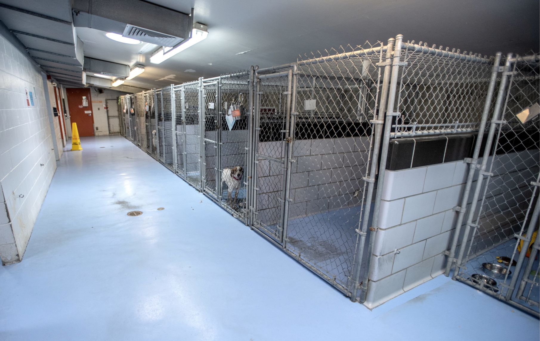 humane society champaign