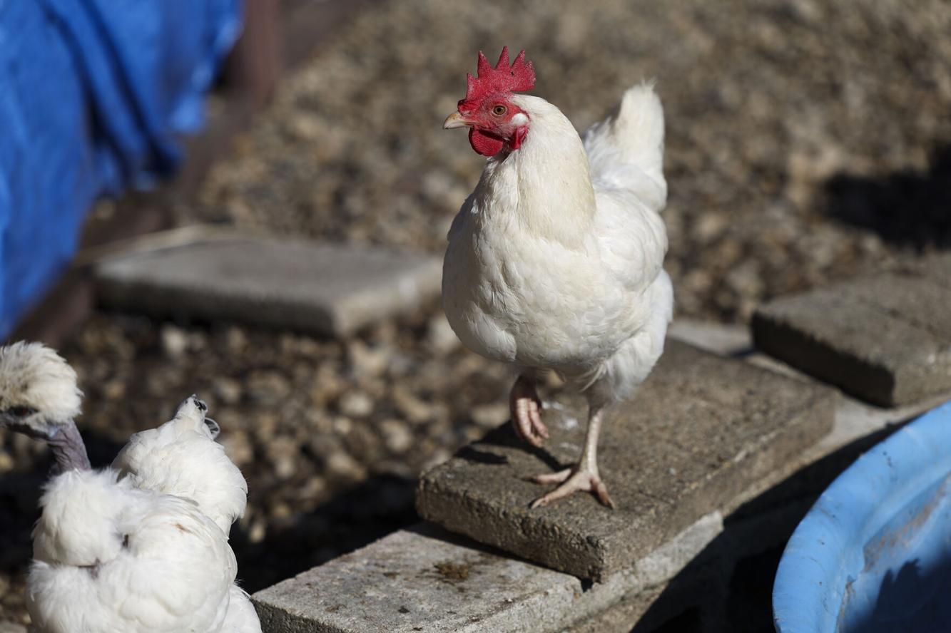 Paxton council rejects plan to allow backyard chickens | News | news ...