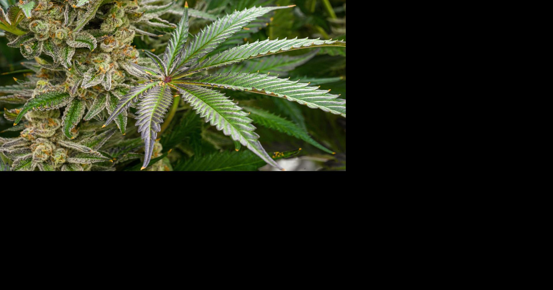 Jim Dey | It's a little late for NYT's marijuana recriminations