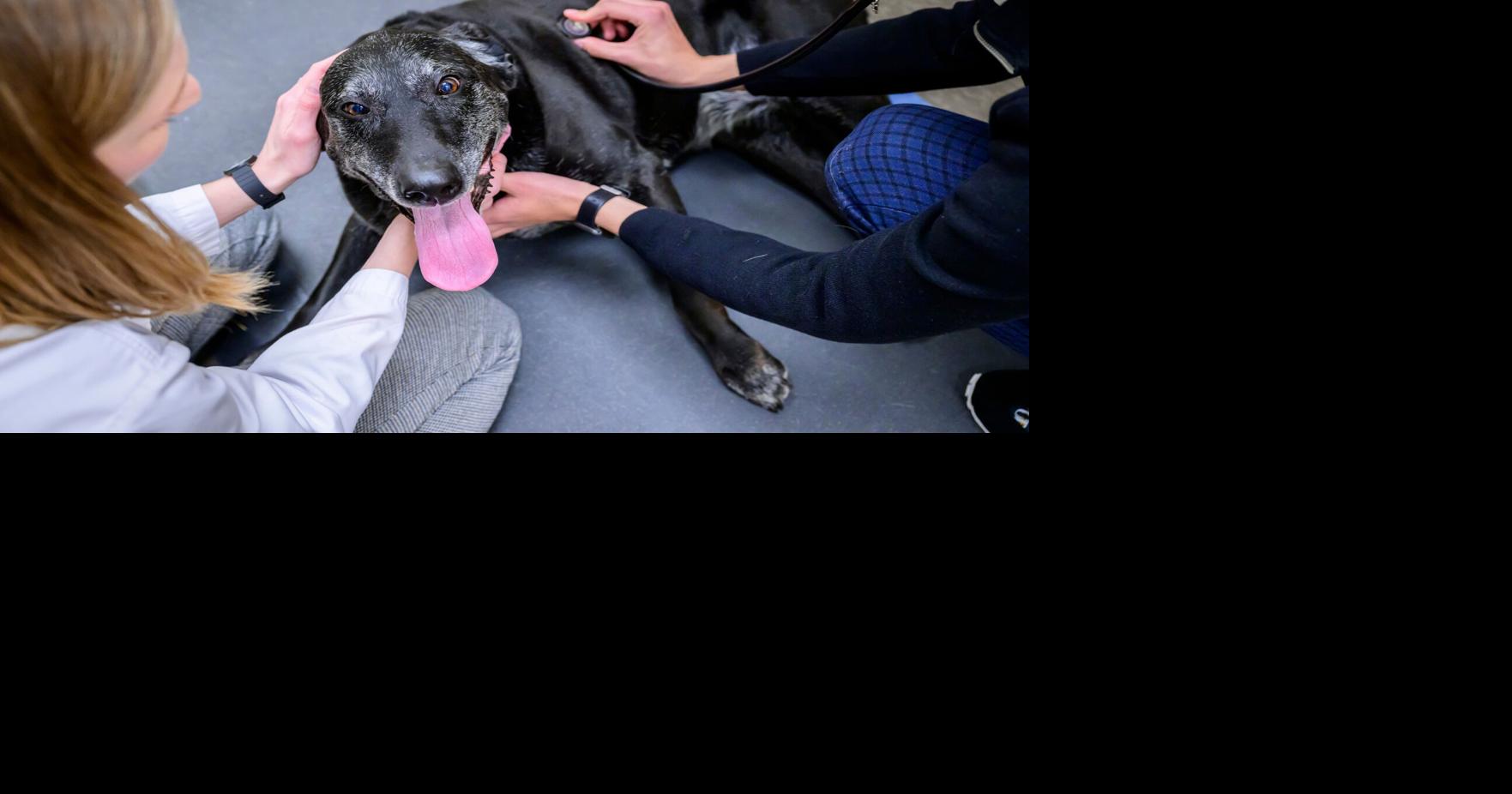 Pet Talk | When aging isn’t the answer: Cushing’s disease in dogs