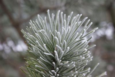 ITG road salt spruce