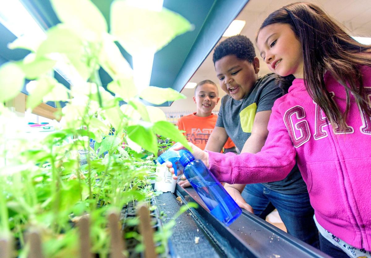 Champaign Schools Hydroponic Gardening Program Enriching Students Dragons News News Gazette Com