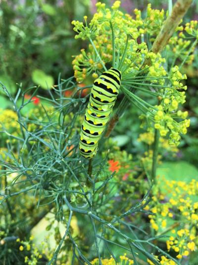ITG herbs Eastern black swallowtail caterpillar