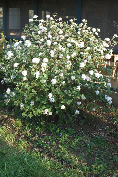 In The Garden With Pruning Timing Is Everything Local News News Gazette Com